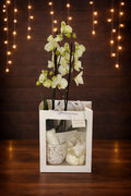 Combo Planta Orquidea y vela de Soya de Lujo