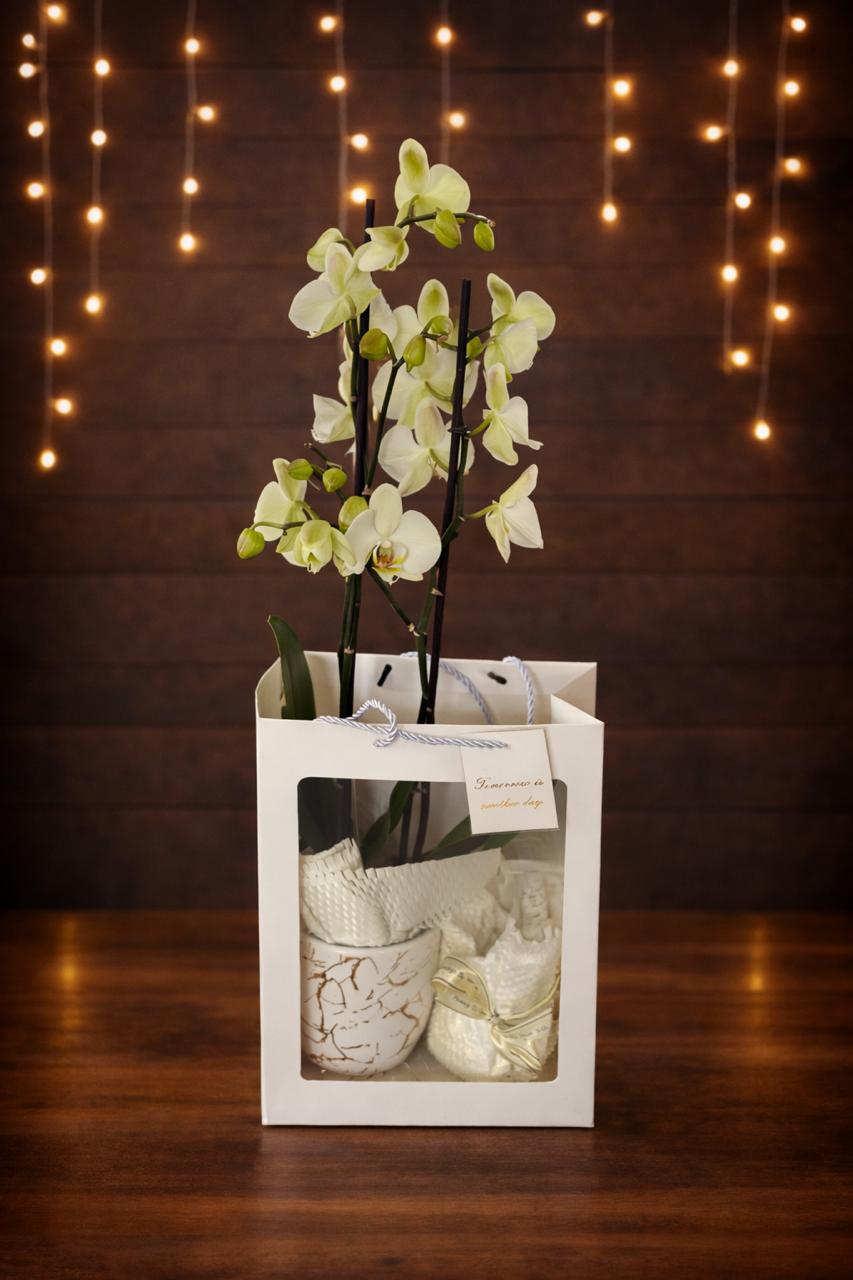 Combo Planta Orquidea y vela de Soya de Lujo