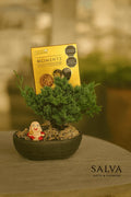 Bonsai Para Papá