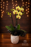 Orquídea Amarilla De Lujo Salva (en Matera)