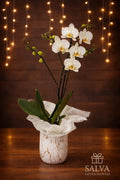 Orquídea Blanca Premium Salva