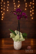 Orquídea Morada Premium Salva