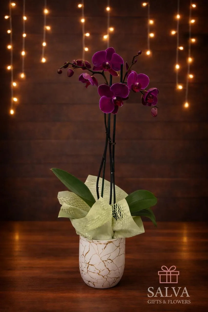 Orquídea Morada Premium Salva